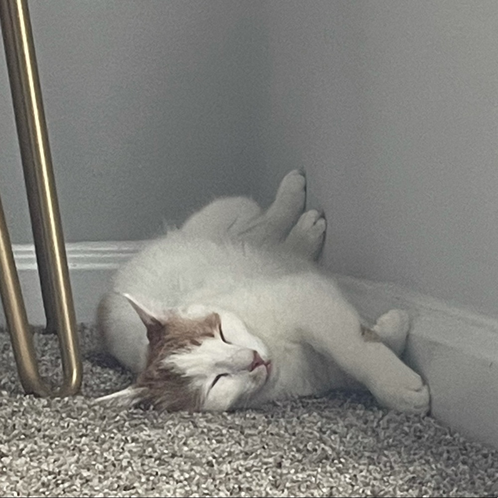 Meet your Posher, Jessica!